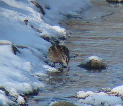 Gallinago solitaria