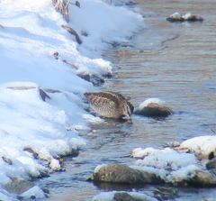 Gallinago solitaria