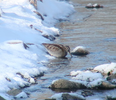 Gallinago solitaria