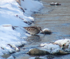 Gallinago solitaria