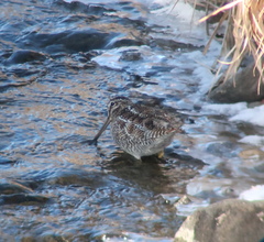 Gallinago solitaria