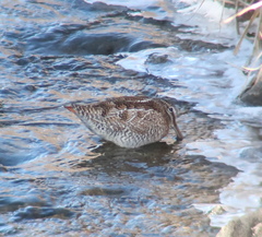 Gallinago solitaria