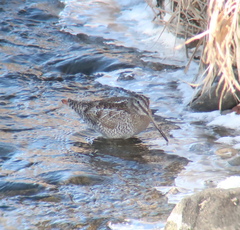 Gallinago solitaria