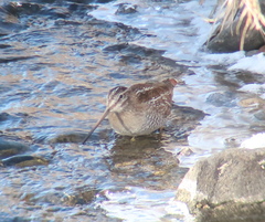 Gallinago solitaria