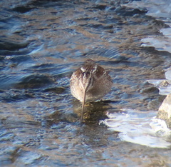 Gallinago solitaria