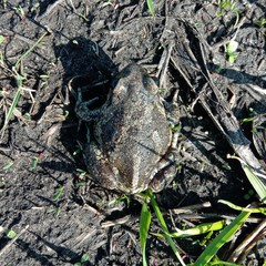 Pelobates vespertinus