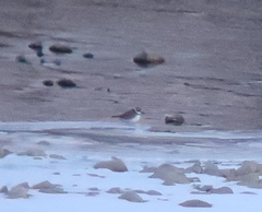 Charadrius placidus