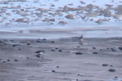 Charadrius placidus