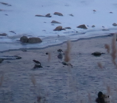 Charadrius placidus