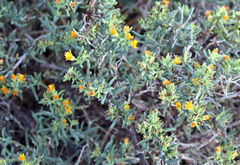 Delosperma testaceum