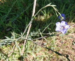 Linum narbonense