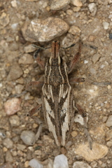 Coniocleonus