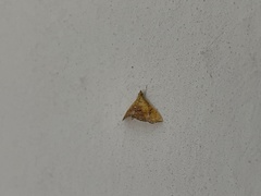 Hyalobathra micralis