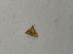 Hyalobathra micralis