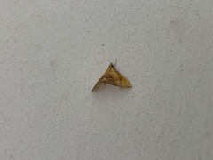 Hyalobathra micralis
