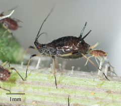 Uroleucon picridis