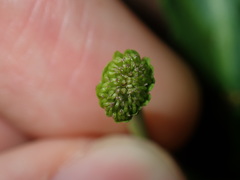 Solenogyne dominii