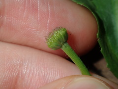 Solenogyne dominii