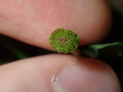 Solenogyne dominii