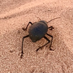 Prionotheca coronata