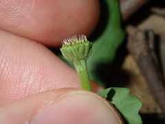 Solenogyne dominii