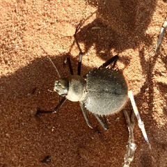 Prionotheca coronata
