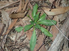 Solenogyne dominii