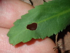 Solenogyne dominii