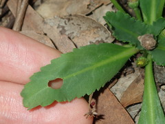 Solenogyne dominii