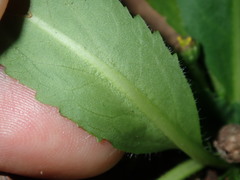 Solenogyne dominii