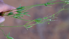 Cordylostigma virgatum