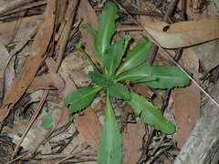 Solenogyne dominii