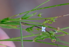 Cordylostigma virgatum