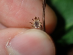 Solenogyne dominii