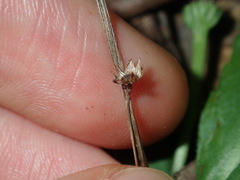 Solenogyne dominii