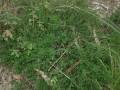 Hibbertia pedunculata