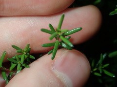 Hibbertia pedunculata