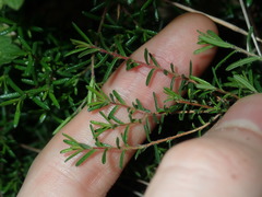Hibbertia pedunculata