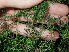 Hibbertia pedunculata