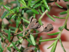 Hibbertia pedunculata