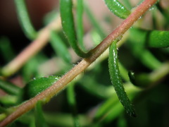 Hibbertia pedunculata