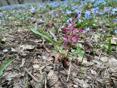 Corydalis caucasica