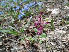 Corydalis caucasica