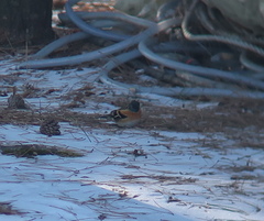 Fringilla montifringilla