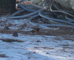 Fringilla montifringilla