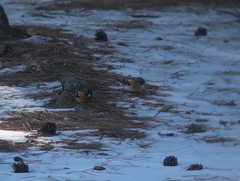 Fringilla montifringilla