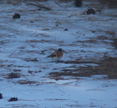 Fringilla montifringilla