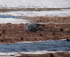 Columba livia domestica