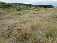Podalonia tydei suspiciosa
