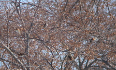 Fringilla montifringilla